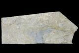 Plate of Archimedes Screw Bryozoan Fossils - Alabama #129488-1